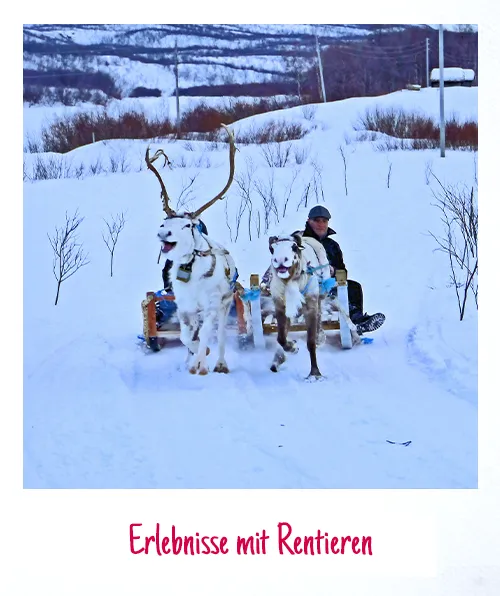 Erlebnisse mit Rentieren